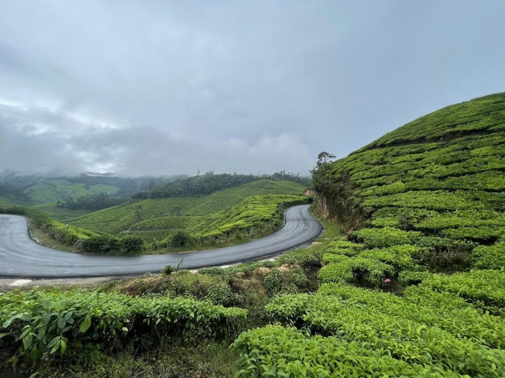 A winding road through the tea gardens of Munnar