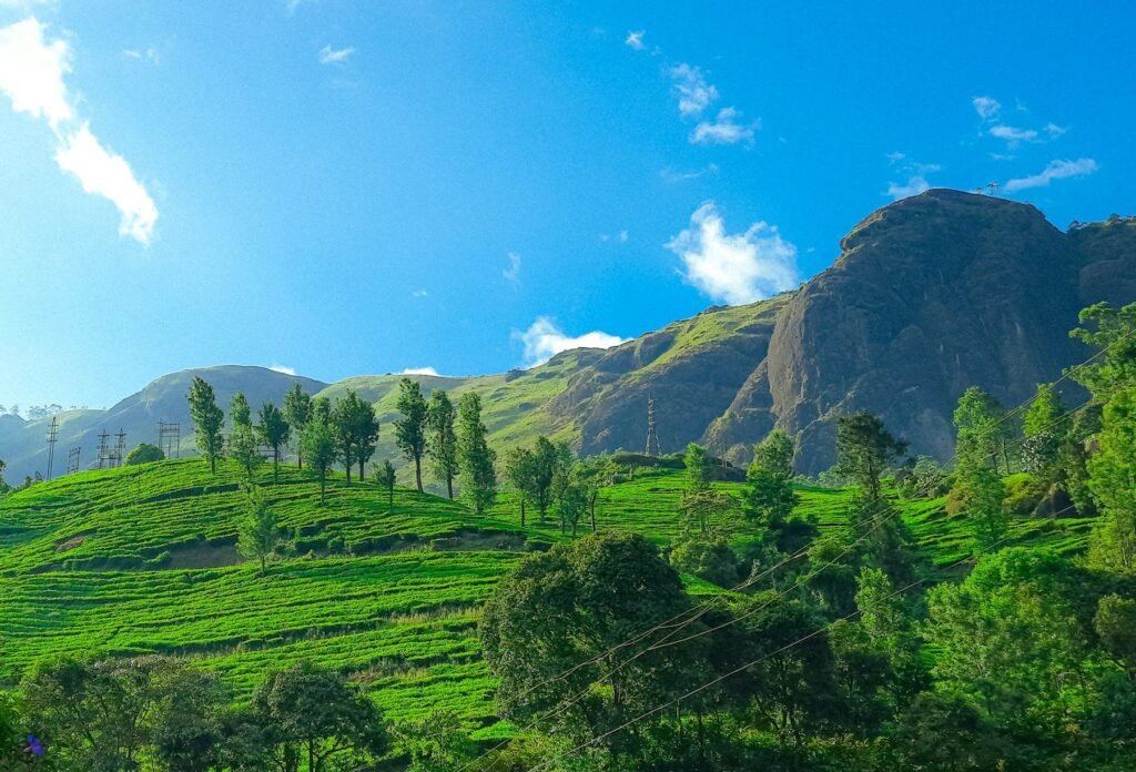 Tea estates on the hills around Munnar, Kerala