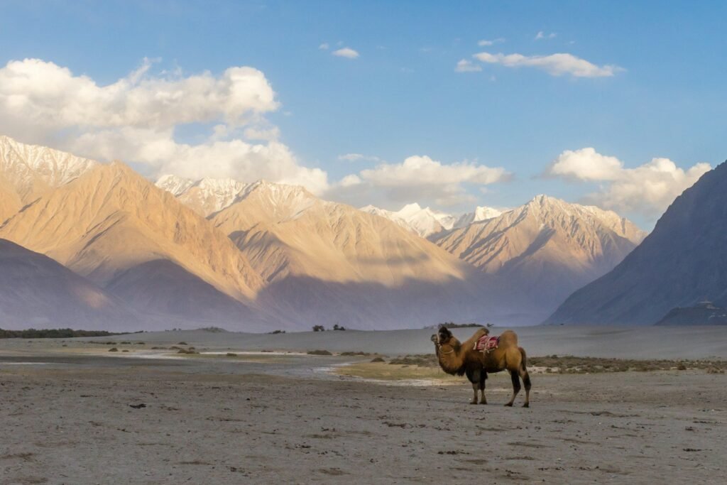A Bactrian camel on the sand dunes of the Nubra Valley, Ladakh
