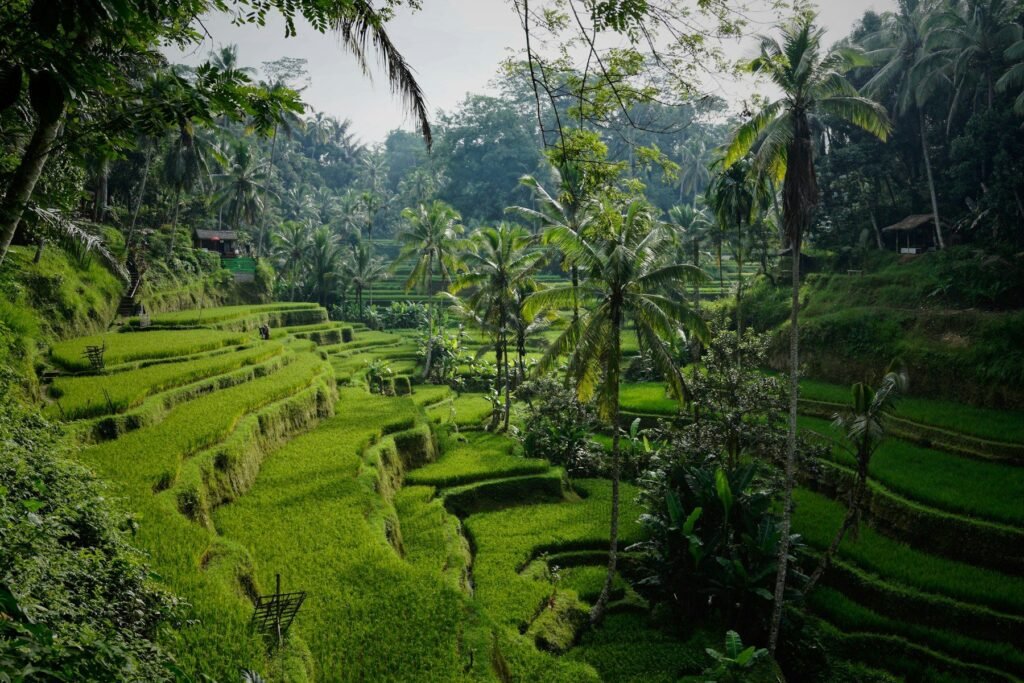 Tegallalang rice terraces near Ubud, Bali