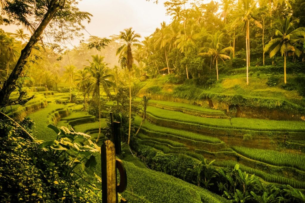Rice fields near Ubud, Bali, in the dry season